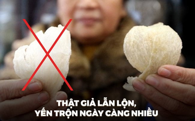 Thật giả lẫn lộn, yến trộn ngày càng nhiều that gia lan lon yen tron ngay cang nhieu